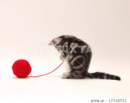 赤い毛糸で遊ぶアメリカンショートヘアーの子猫 17310551