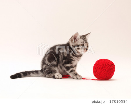 赤い毛糸で遊ぶアメリカンショートヘアーの子猫 17310554