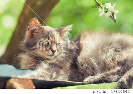 Siberian cat relaxing under tree 17310640
