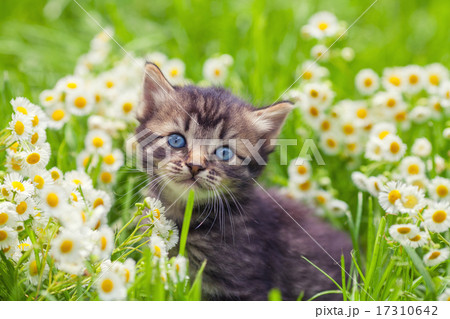 Cute kitten relaxing in flowers Cute kitten relaxing in flowers 17310642