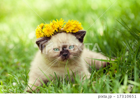 Little kitten wearing a crown of dandelions 17310651