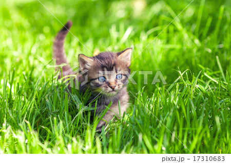 Cute little kitten walking on the grass 17310683
