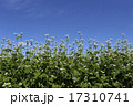 晴天の日のそばの花 17310741