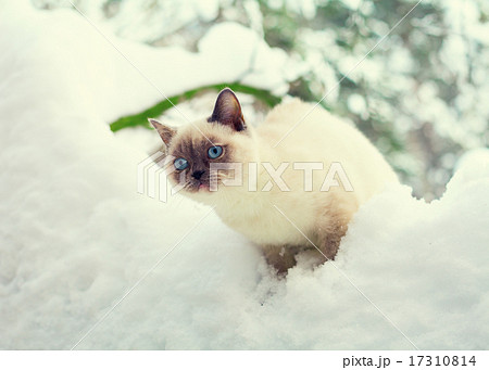 Cat in snow 17310814