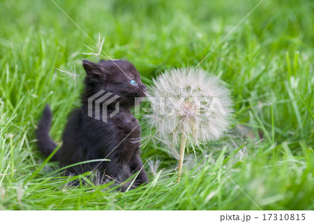 Little kitten with big dandelion with seeds Little kitten with big dandelion with seeds 17310815