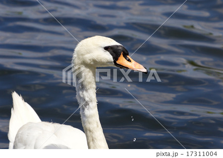 Beautiful female mute swan is looking Beautiful female mute swan is looking 17311004