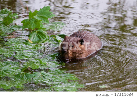 The North American beaver 17311034