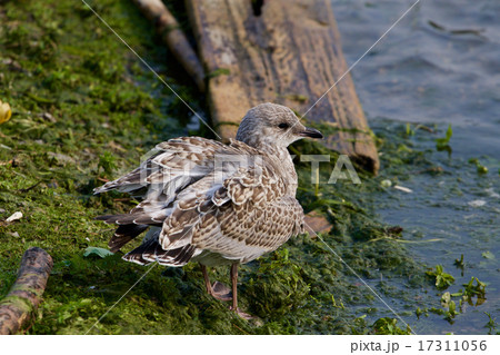 The lesser black-backed gull is staying The lesser black-backed gull is staying 17311056