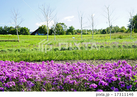 丘に群生したフロックス 丘に群生したフロックス 17311146