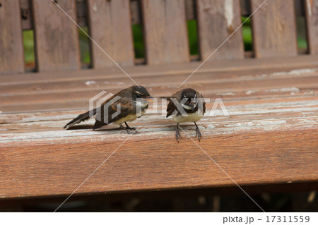 Fantail birds. Fantail birds. 17311559