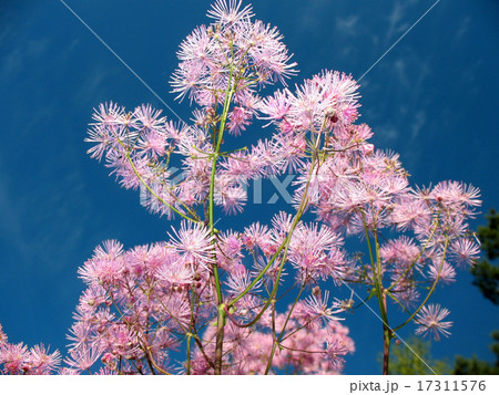 Meadow-rue (Thalictrum aquuigelifolium) Meadow-rue (Thalictrum aquuigelifolium) 17311576