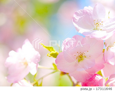平野神社の胡蝶桜の写真素材 [17311646] - PIXTA