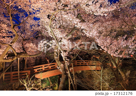 高遠城址夜桜 17312176