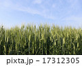 晴天の日の空に青々とそそり立つ麦の穂 17312305