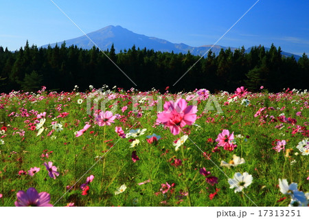 秋田県由利本荘 鳥海山とコスモス 秋田県由利本荘 鳥海山とコスモス 17313251