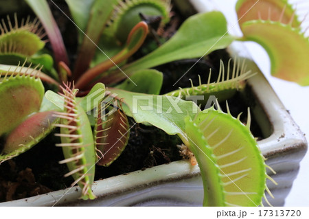 ハエトリソウ 17313720