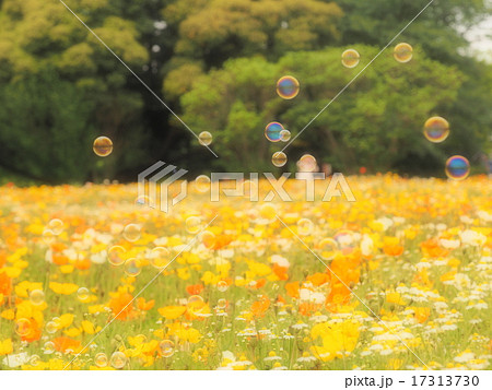 ふわふわシャボン玉が飛んでいる綺麗なポピーの花畑の写真素材