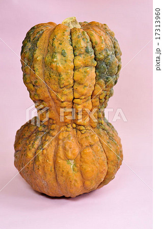 鹿ケ谷かぼちゃ 鹿ケ谷かぼちゃ 17313960