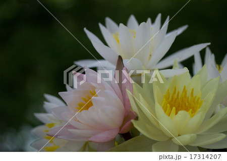睡蓮 17314207
