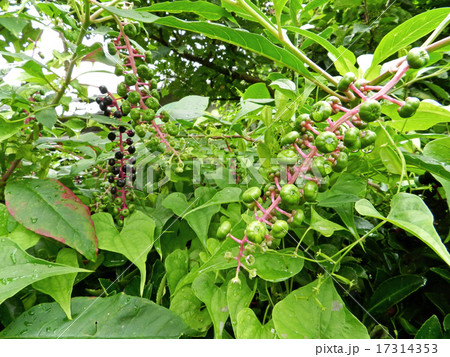 ヨウシュヤマゴボウ（洋種山牛蒡） 17314353