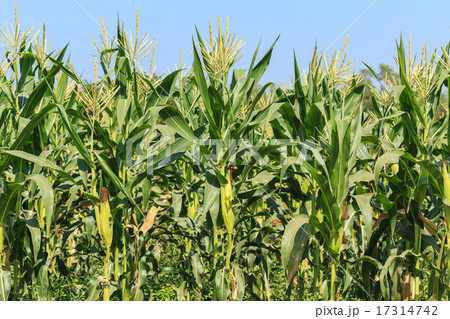 A green field of corn growing up at Thailand 17314742