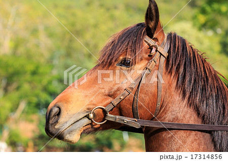 Close up Horses in the field Close up Horses in the field 17314856