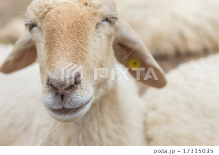 Sheep in farm Sheep in farm 17315035