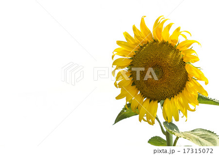 Sunflower isolated on white background Sunflower isolated on white background 17315072