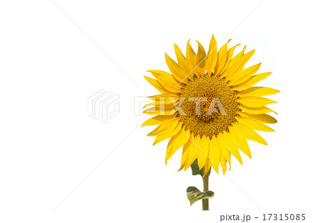 Sunflower isolated on white background 17315085