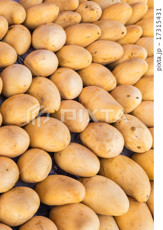 Yellow mango in market, Thailand 17315431