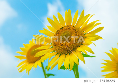 ひまわり 17316225