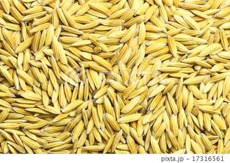 Yellow paddy jasmine rice 17316561