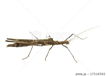 Big brown grasshopper on white background 17316562