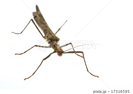 Big brown grasshopper on white background 17316595