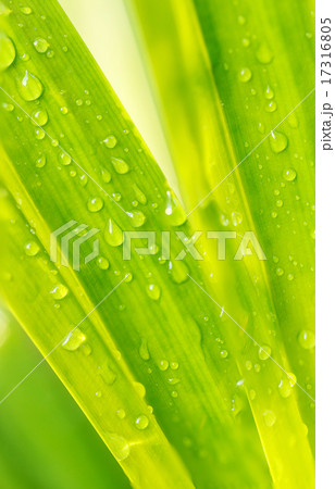 Water drop on green leaf Water drop on green leaf 17316805