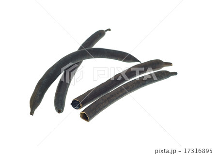 Fruit of Golden shower tree (Cassia fistula) Fruit of Golden shower tree (Cassia fistula) 17316895