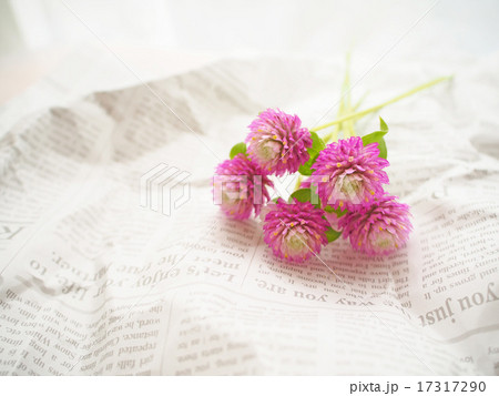 切り花 千日紅の写真素材