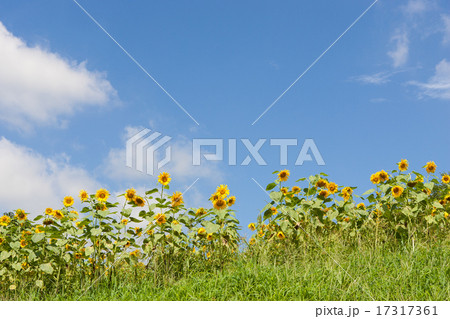 ひまわり畑 ひまわり畑 17317361