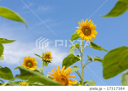 ひまわり畑 17317364