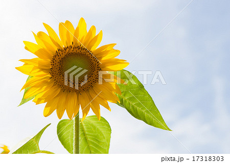 ひまわり 17318303