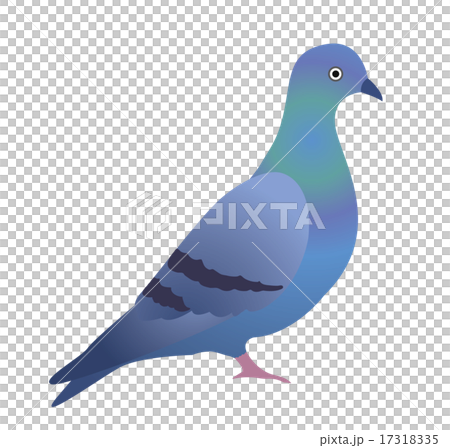  鴿子 17318335