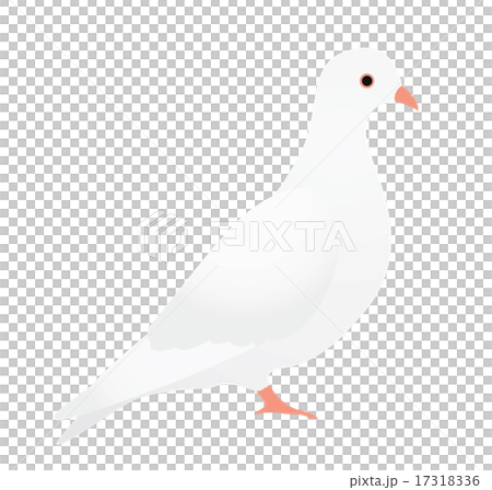 鳩 17318336