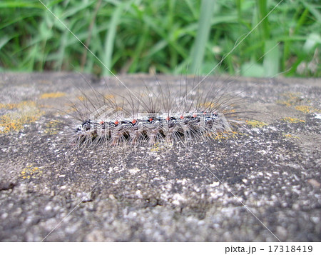 ヨツボシホソバ　幼虫 17318419