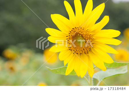 ひまわり ひまわり 17318484