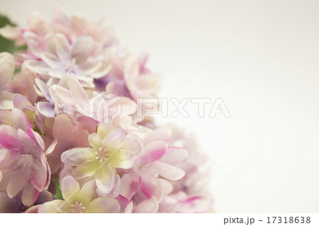 ピンク色のアジサイの花 17318638