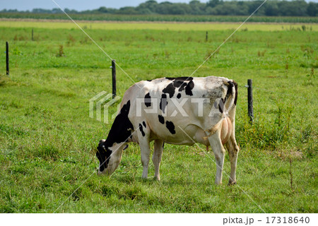 牧草を食べるホルスタイン 17318640