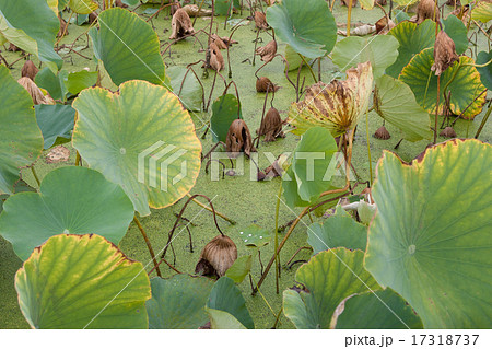 蓮池 蓮池 17318737