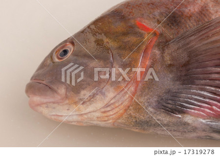 あいなめ 17319278