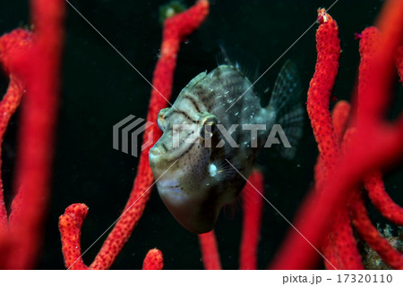 ヤギとハギの仲間 17320110