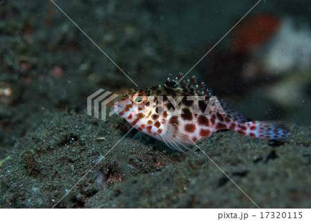 砂地のヒメゴンベ 17320115